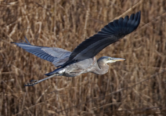 Ardea herodias Ardeidae