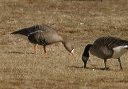 gwfgoose9299