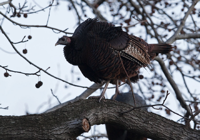 Meleagris gallopavo Phasianidae