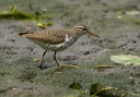img_2562_sandpiper