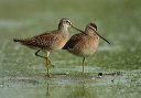 short-billed_dowitcher3394