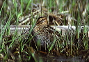 wilson_s_snipe