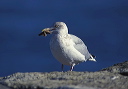 herring_gull_2