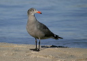 img_7588_gull