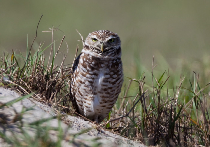 Athene cunicularia Strigidae