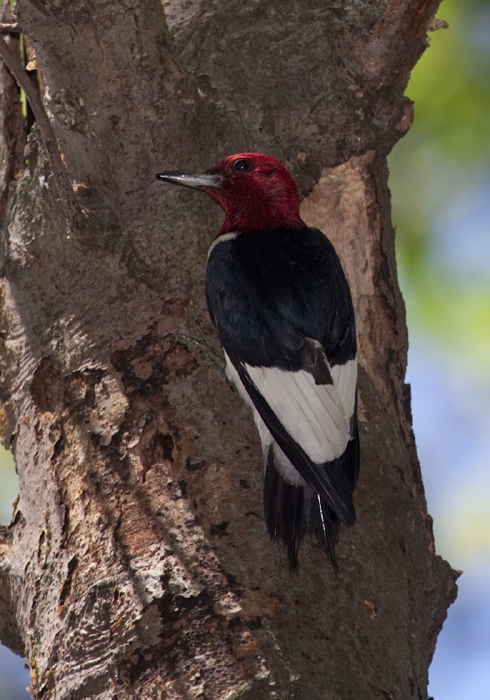 Melanerpes erythrocephalus Picidae