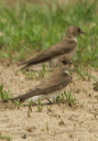 northern_rough-winged_1424f