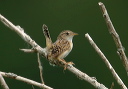 135_3529_wren
