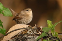 img_5711_wren