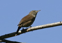 zh3z7881_wren