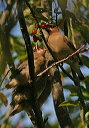 img_4246_waxwing