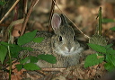 _mg_4162_rabbit