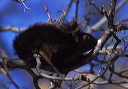 blackgraysquirrel