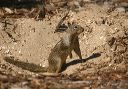 california_ground_squ_36600