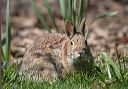 cottontail_rabbit1708