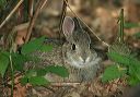 eastern_cottontail162