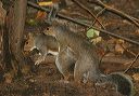 eastern_gray_squirrel534