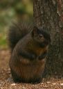 eastern_gray_squirrel994