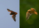 eastern_red_bat