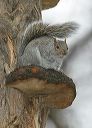 gray_squirrel180