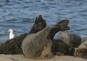 harbor_seal641