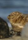 harbor_seal702