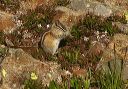 least_chipmunk997