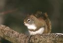 redsquirrel9264