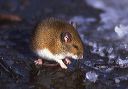 white-footed_mouse