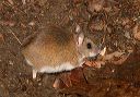 white-footed_mouse_030327