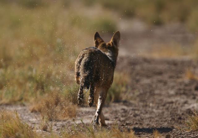 Canis latrans Canidae