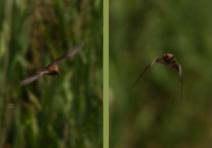 Lasiurus borealis Vespertilionidae