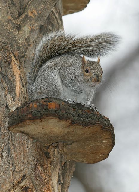 Sciurus carolinensis Sciuridae