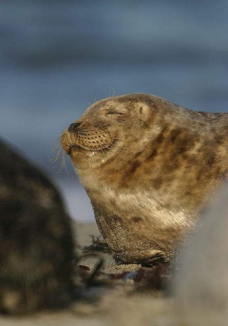 Phoca vitulina Phocidae