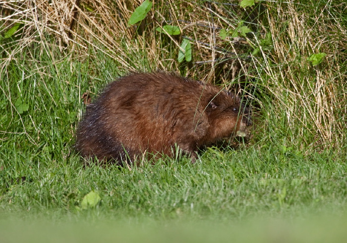 Ondatra zibethicus Cricetidae