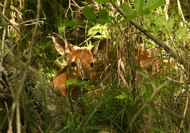 Odocoileus virginianus Cervidae