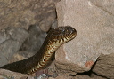 img_0554_snake