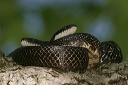 img_1108_snake