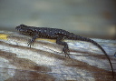 sfencelizard