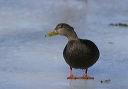 ablackduck9035