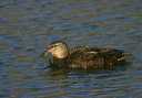 american_black_duck144