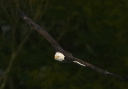 bald_eagle8296