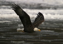 bald_eagle_img_8289