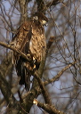 baldeagle8243