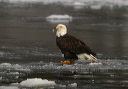 baldeagle8272