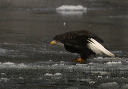 baldeagle8274