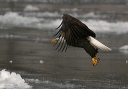 baldeagle8275