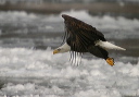baldeagle8277