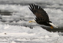 baldeagle8278