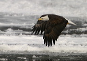 baldeagle8279